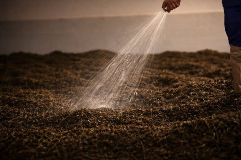 Дефекти смаку: дим, риба та стара шкіра — як за запахом читати історію чаю